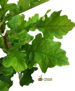 Plant Me Green Oak - Bur