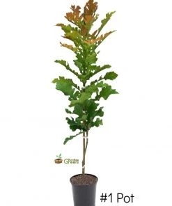 Plant Me Green Oak - Bur