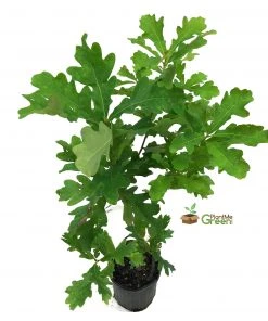 SN Oak - White SHADE COLLECTION