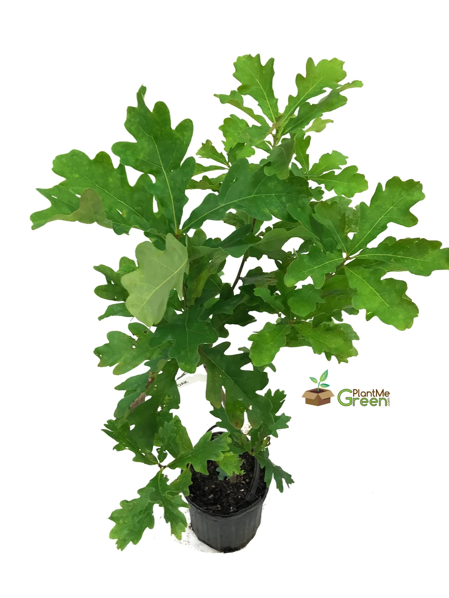 SN Oak - White SHADE COLLECTION