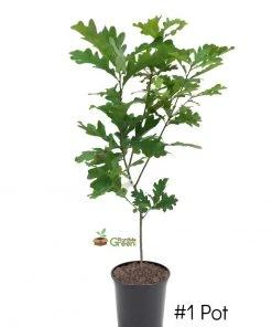 SN Oak - White SHADE COLLECTION