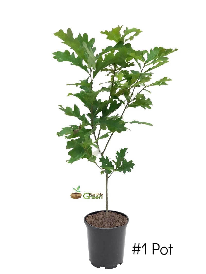 SN Oak - White SHADE COLLECTION