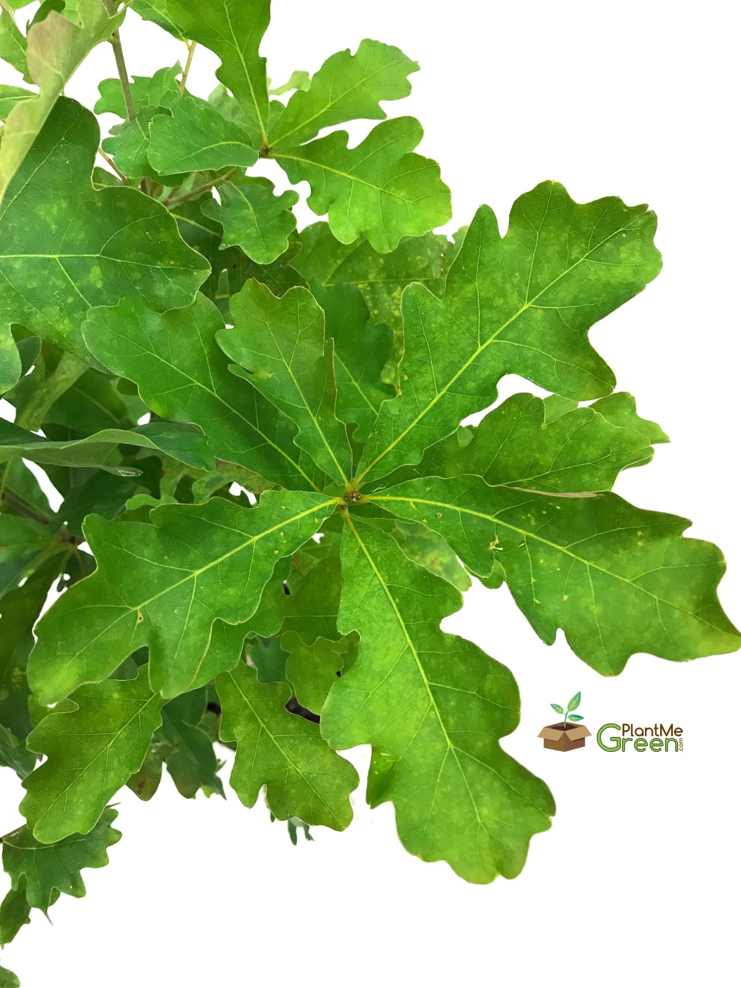 SN Oak - White SHADE COLLECTION