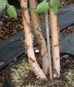 SN River Birch - Dura Heat