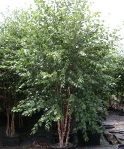 SN River Birch - Dura Heat
