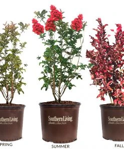 SN Crape Myrtle - Southern Living™ Miss Frances