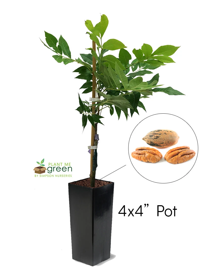 SN NUT COLLECTION Pecan Trees - Pawnee (Type 1)