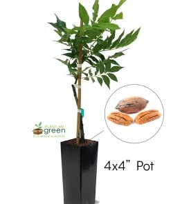 SN Pecan Trees - Sumner (Type 2)