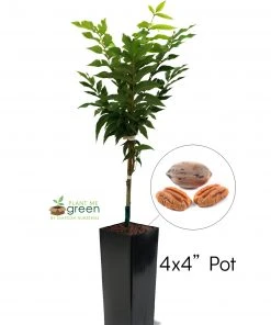 SN Pecan Trees - Stuart (Type 2) NUT COLLECTION