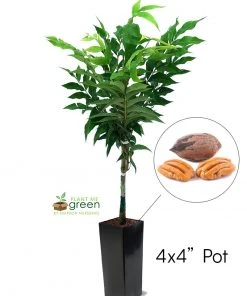 SN NUT COLLECTION Pecan Trees - Cape Fear (Type 1)