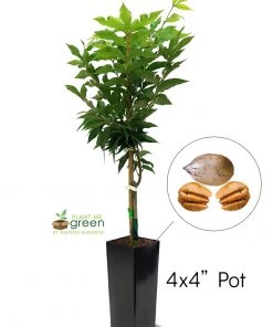 SN NUT COLLECTION Pecan Trees - Elliot (Type 2)