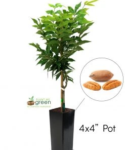 SN Pecan Trees - Ellis (Type 2)