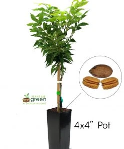 SN Pecan Trees - Gloria Grande (Type 2) NUT COLLECTION