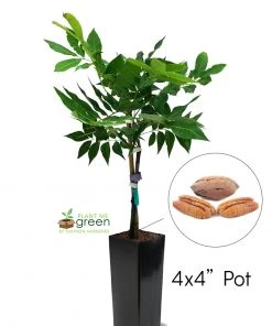 SN Pecan Trees - Kiowa (Type 2)