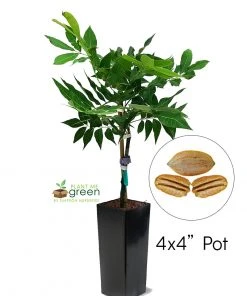 SN Pecan Trees - Lakota (Type 2)