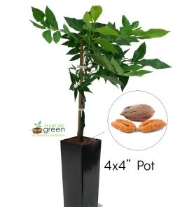 SN Pecan Trees - Oconee (Type 1)