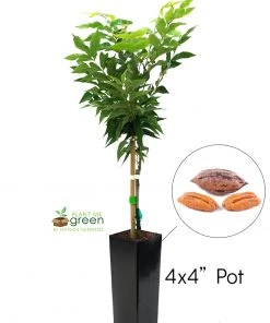 SN Pecan Trees - Caddo (Type 1)