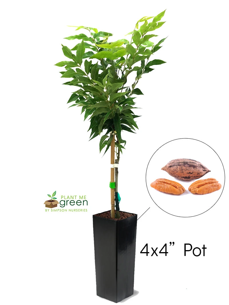 SN Pecan Trees - Caddo (Type 1)