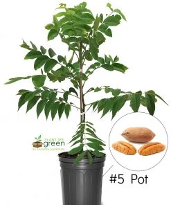 SN Pecan Trees - Ellis (Type 2)