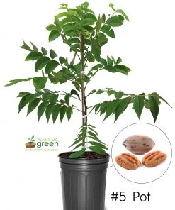 SN Pecan Trees - Stuart (Type 2) NUT COLLECTION