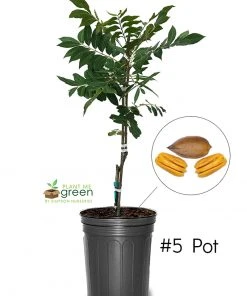 SN NUT COLLECTION Pecan Trees - Amling (Type 1)