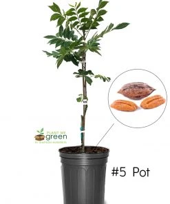 SN Pecan Trees - Caddo (Type 1)