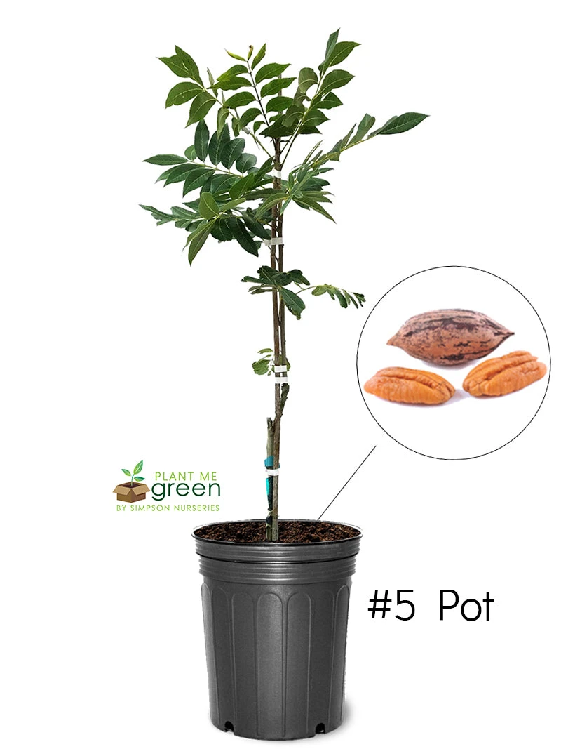 SN Pecan Trees - Caddo (Type 1)