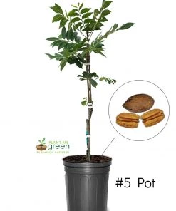 SN Pecan Trees - Gloria Grande (Type 2) NUT COLLECTION