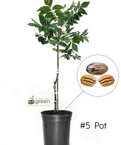 SN Pecan Trees - Candy (Type 2) NUT COLLECTION