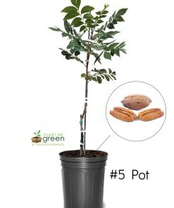 SN Pecan Trees - Kiowa (Type 2)