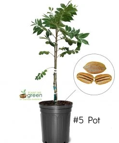 SN Pecan Trees - Lakota (Type 2)