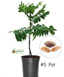 SN Pecan Trees - Creek (Type 1)