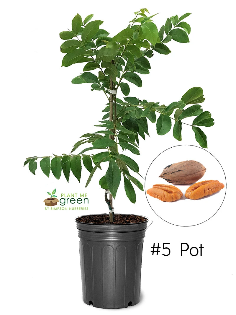 SN Pecan Trees - Oconee (Type 1)