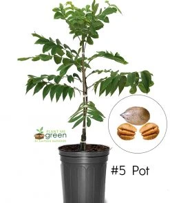 SN NUT COLLECTION Pecan Trees - Elliot (Type 2)