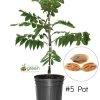 SN NUT COLLECTION Pecan Trees - Pawnee (Type 1)