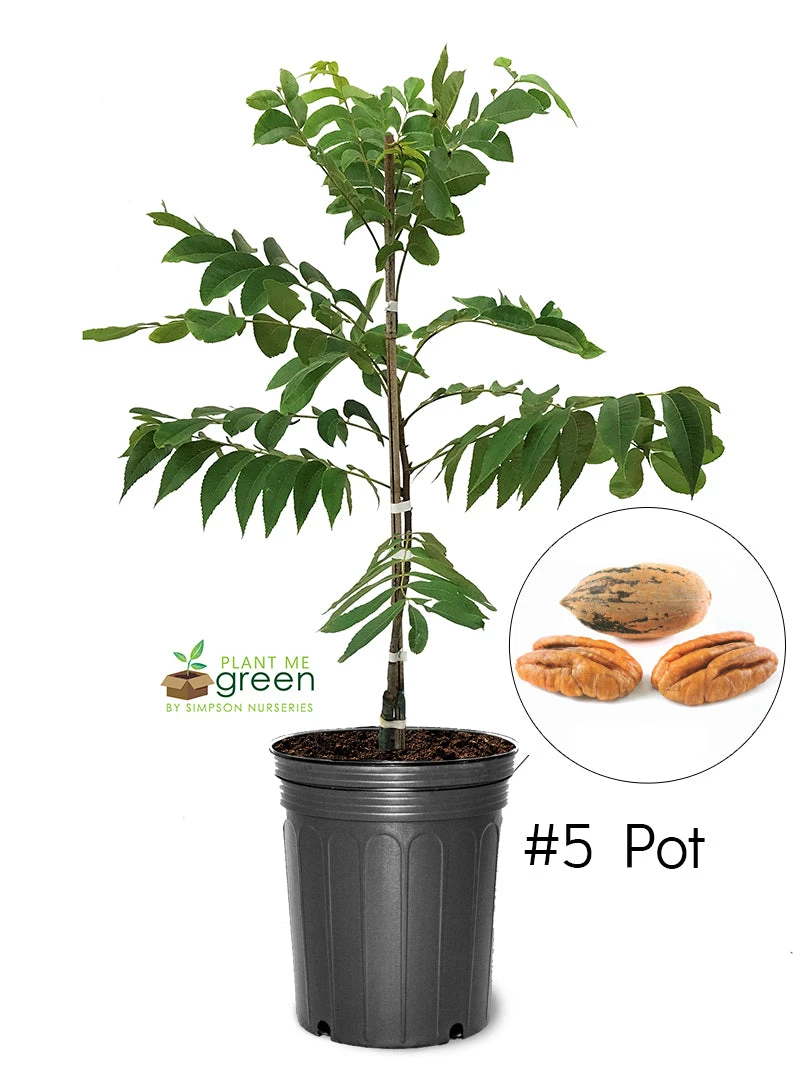 SN NUT COLLECTION Pecan Trees - Pawnee (Type 1)