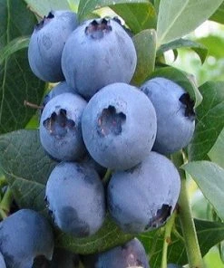 SN Blueberries Blueberry - Alapaha (Rabbit Eye)