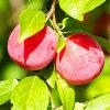 Plant Me Green Plum Trees - AU Rosa