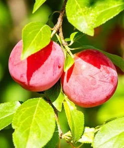 Plant Me Green Plum Trees - AU Rosa