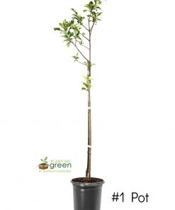 Plant Me Green Plum Trees - AU Rosa