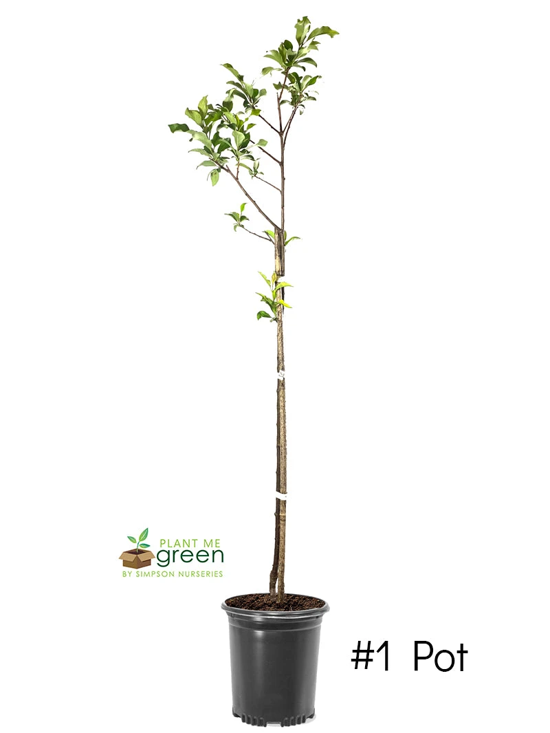 Plant Me Green Plum Trees - AU Rosa