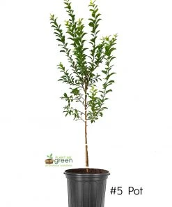 Plant Me Green Plum Trees - AU Rosa