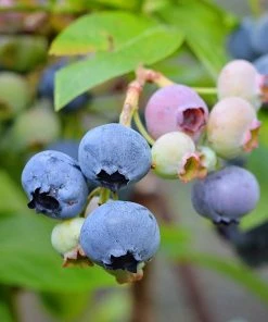 SN Blueberries Blueberry - Alapaha (Rabbit Eye)