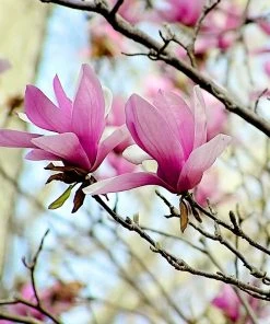 SN FLOWERING COLLECTION Magnolia - Alexandrina (Japanese)