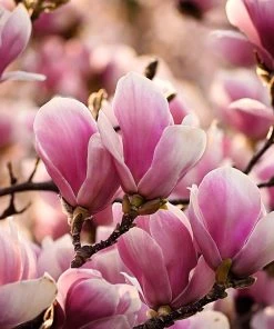 SN FLOWERING COLLECTION Magnolia - Alexandrina (Japanese)