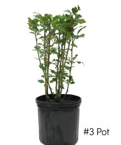 SN Althea - Double Pink FLOWERING COLLECTION