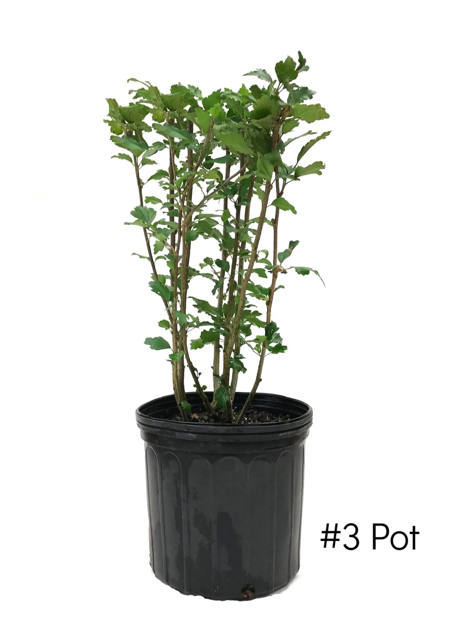 SN Althea - Double Pink FLOWERING COLLECTION