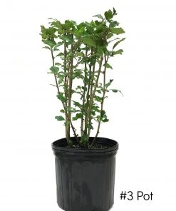 SN Althea - Double Red FLOWERING COLLECTION