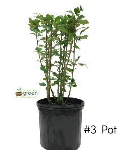 SN Althea - Double White