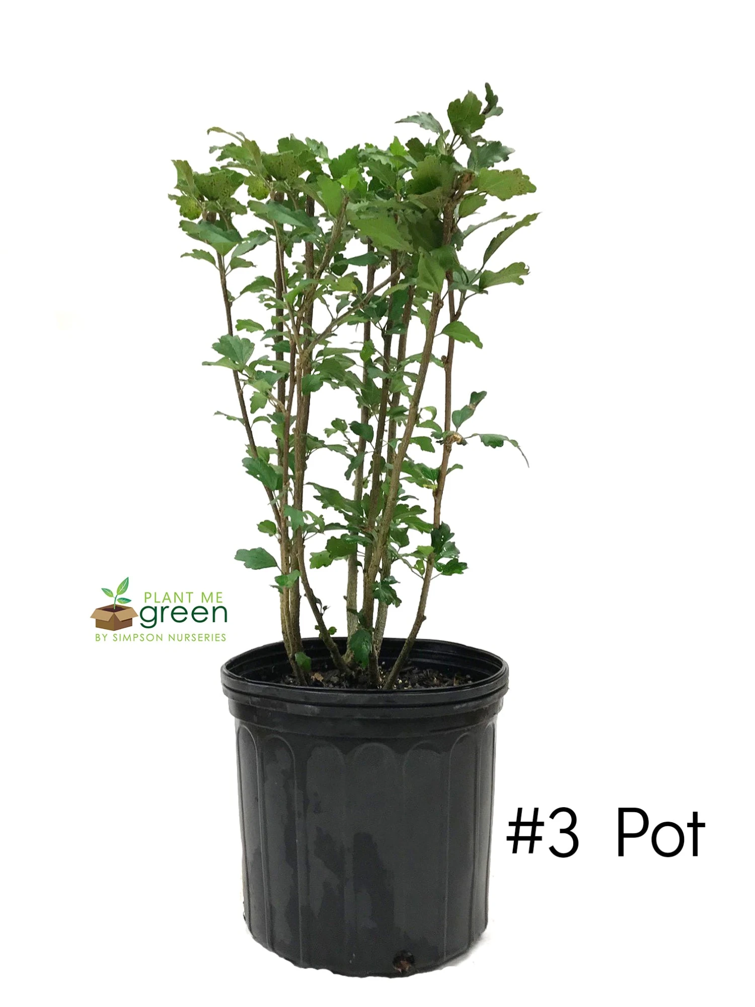 SN Althea - Double White